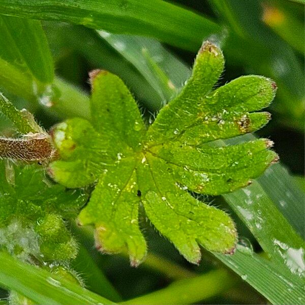 Geranium pusillum Liść