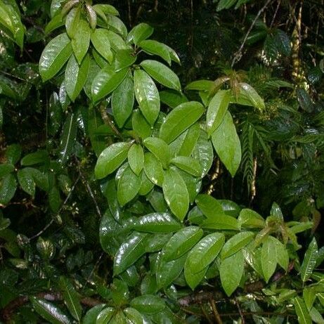 Trichostigma octandrum Habitus