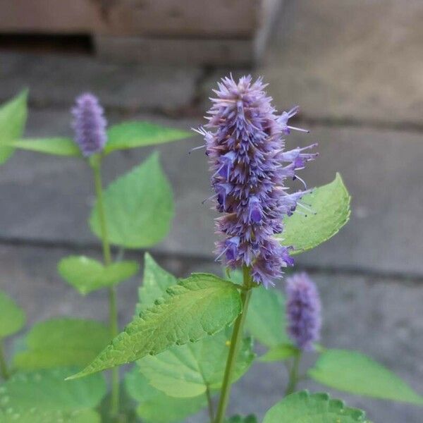 Agastache foeniculum 花