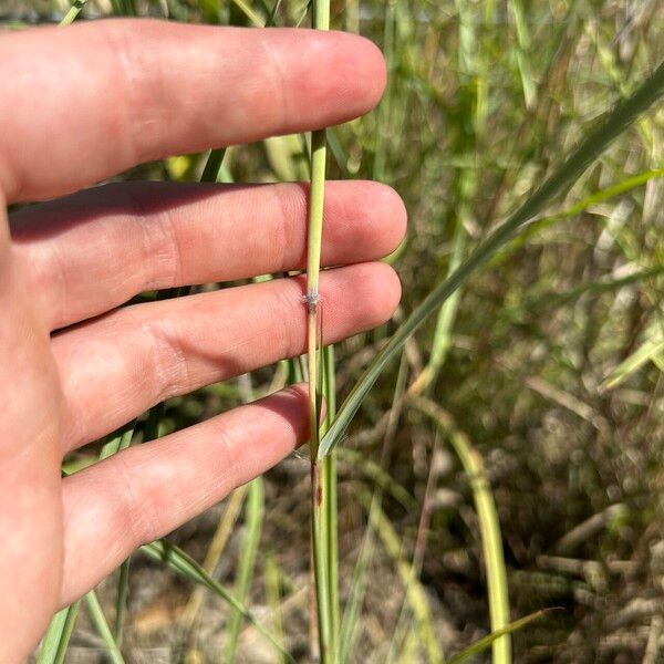 Capillipedium spicigerum Hoja