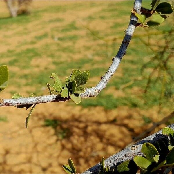 Capparis decidua Leaf