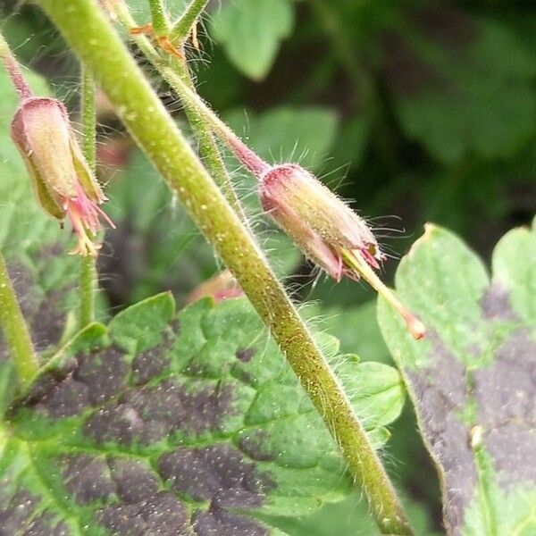 Geranium phaeum Kaarna