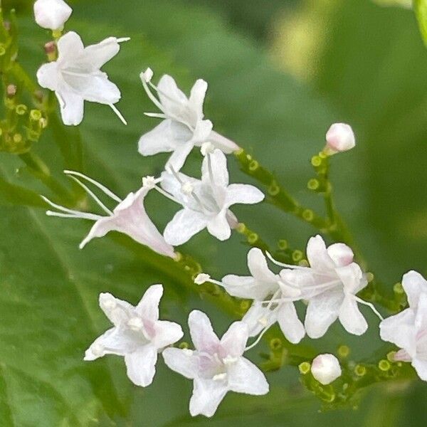 Valeriana tripteris Fleur