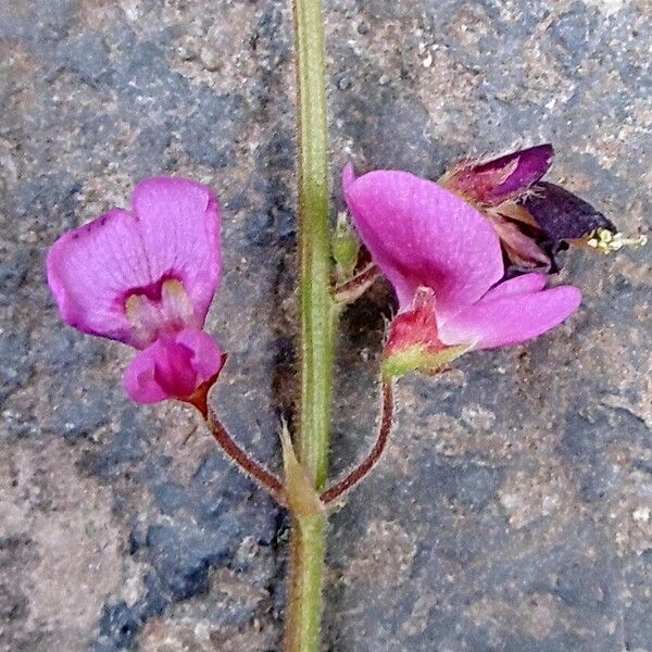 Alysicarpus vaginalis Flower