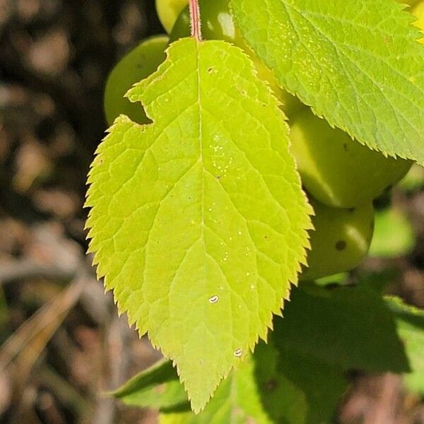 Prunus brigantina পাতা