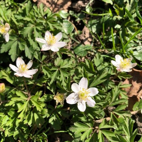 Anemonoides nemorosa Flower