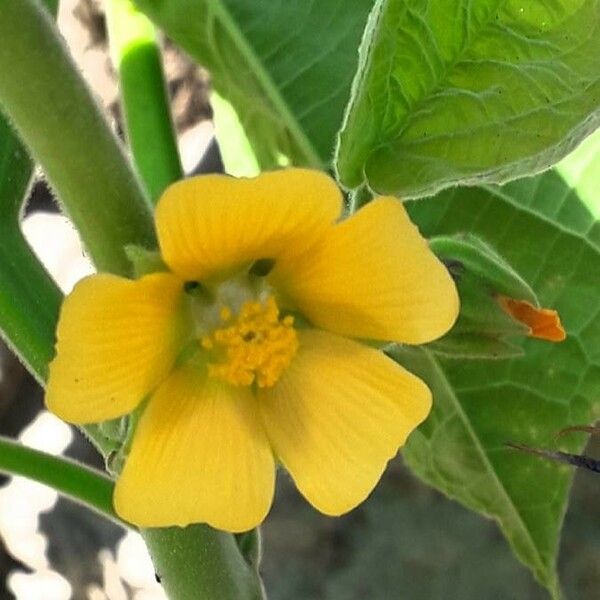 Abutilon theophrasti പുഷ്പം