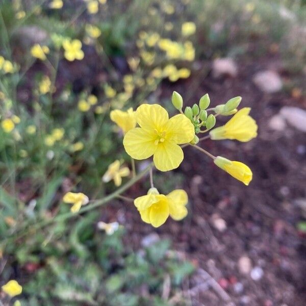 Bunias erucago फूल