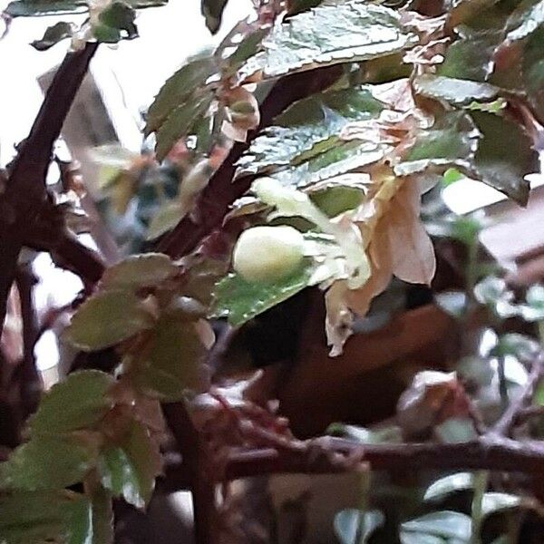 Begonia foliosa Flower