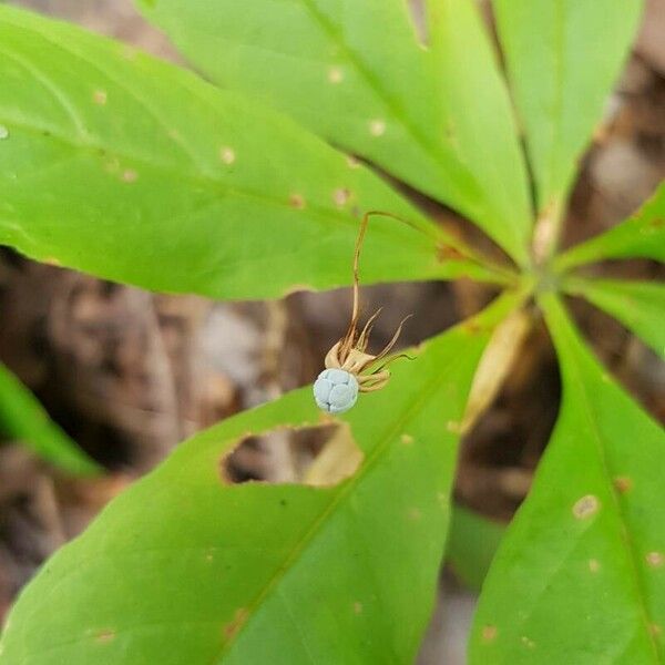 Lysimachia borealis Plod