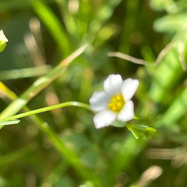 Linum catharticum Flower