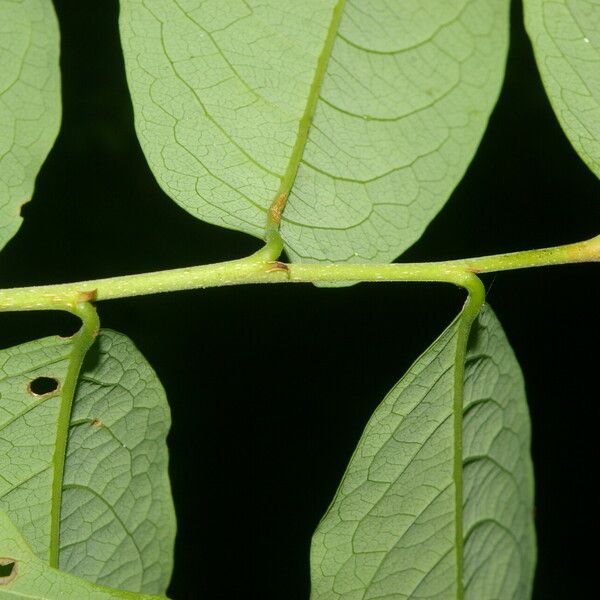 Margaritaria nobilis Fruit