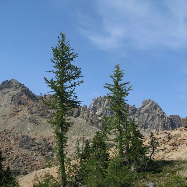 Larix lyallii Staniste