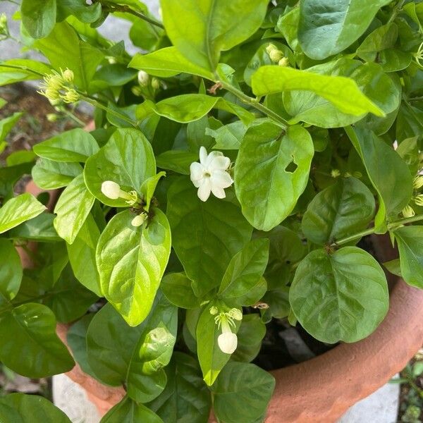 Jasminum sambac 花