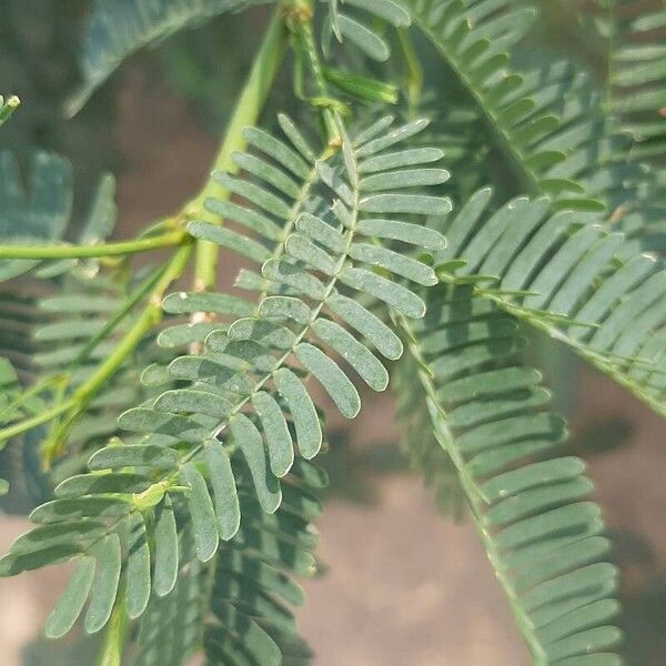 Prosopis juliflora Yaprak