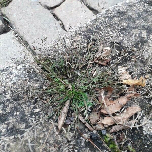 Eragrostis minor Flor