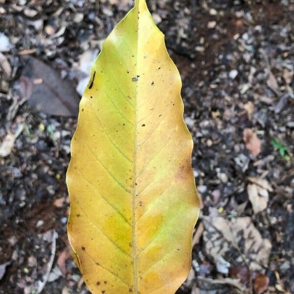 Magnolia champaca Levél