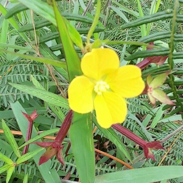 Ludwigia octovalvis Blomma