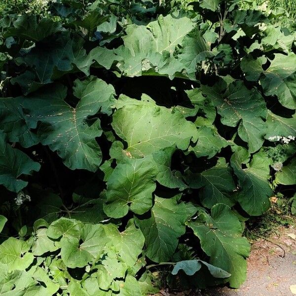 Arctium tomentosum Fulla