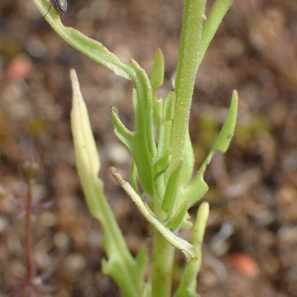 Valeriana coronata Blatt