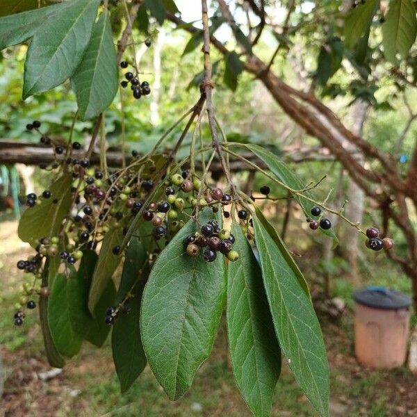 Miconia ibaguensis Plod