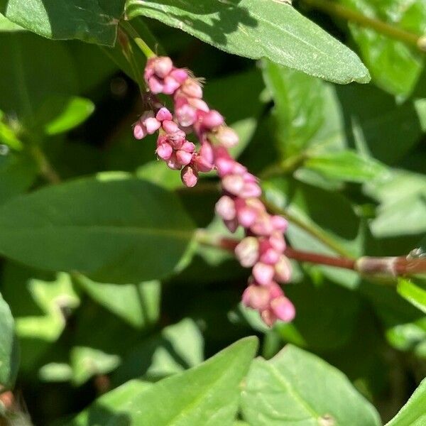 Polygonum persicaria Λουλούδι