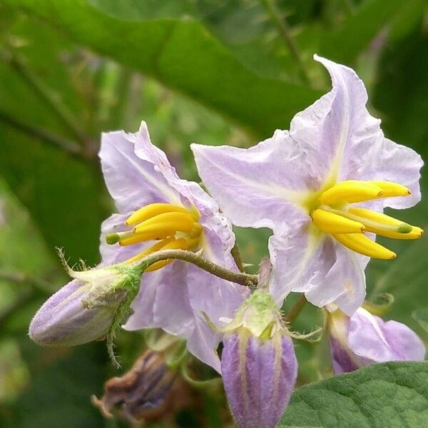 Solanum carolinense Квітка