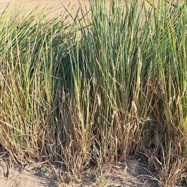 Imperata cylindrica Habitus