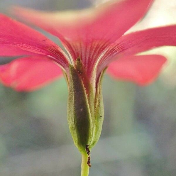 Linum grandiflorum Floro