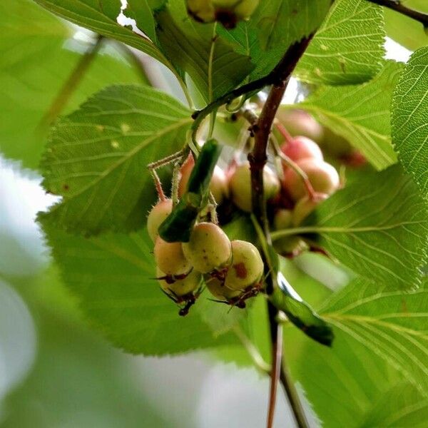 Crataegus crus-galli 果實