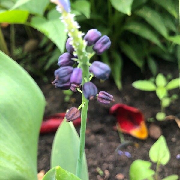 Muscari latifolium Flower