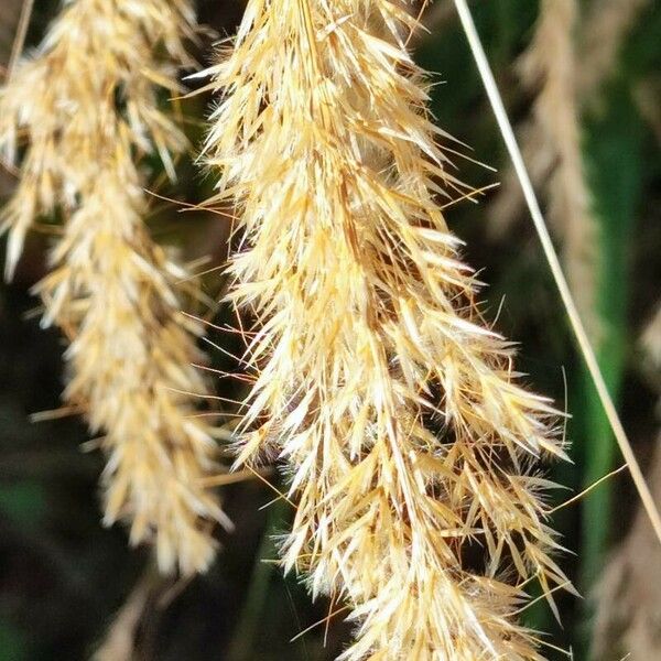 Achnatherum calamagrostis 花