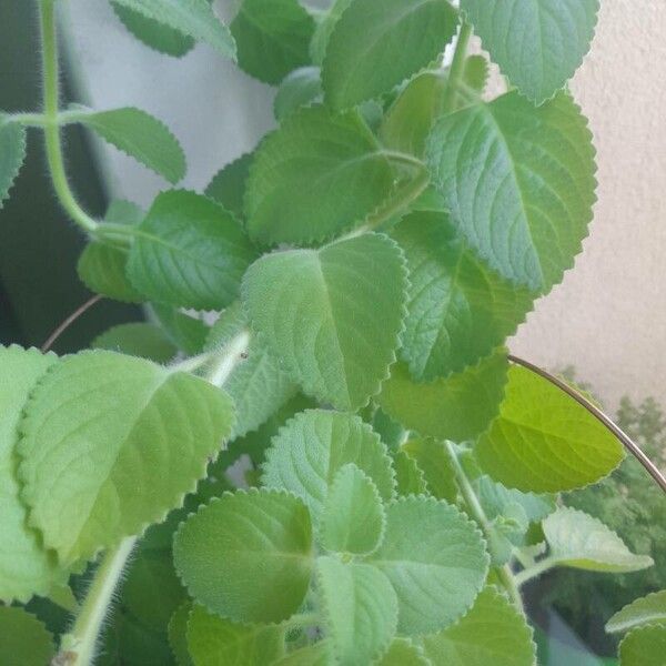 Plectranthus amboinicus Leaf