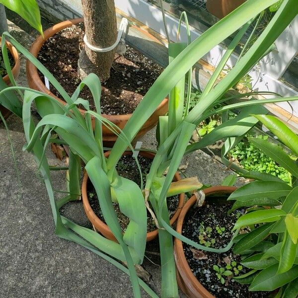 Crinum bulbispermum Hàbitat