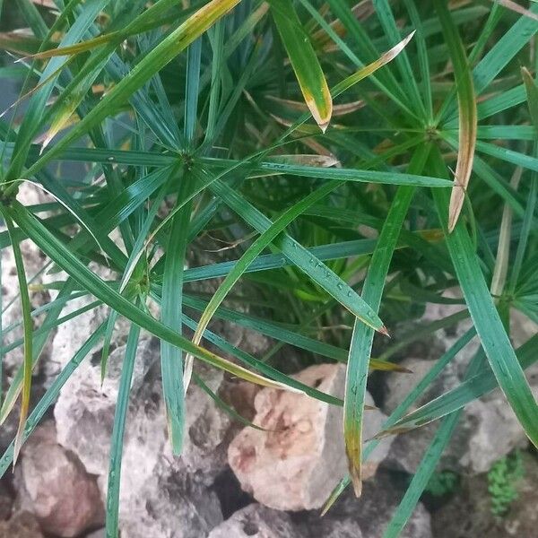 Cyperus alternifolius Листок