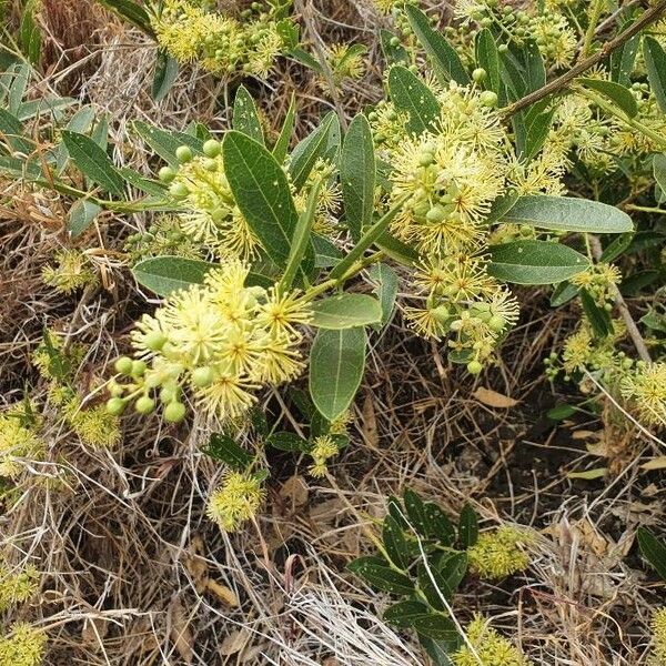 Boscia mossambicensis Blüte