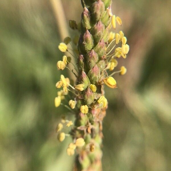 Plantago maritima Flower