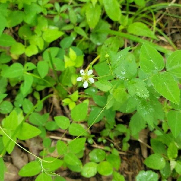 Geum canadense Floare