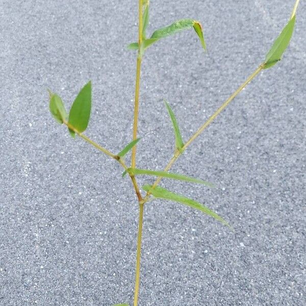 Persicaria sagittata Habit