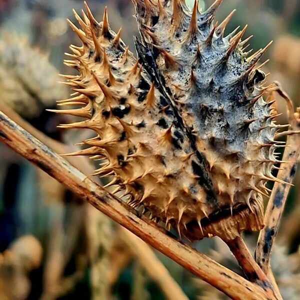 Datura ferox Fruchs