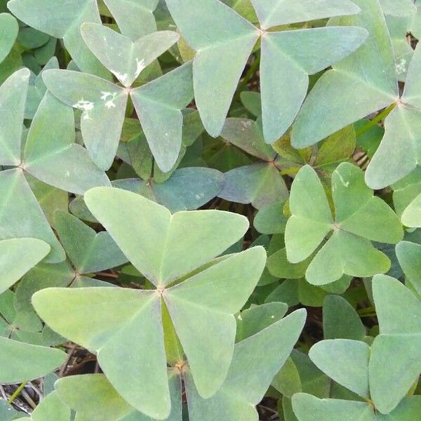 Oxalis latifolia पत्ता