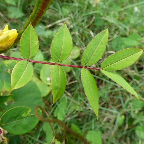 Senna occidentalis Leht