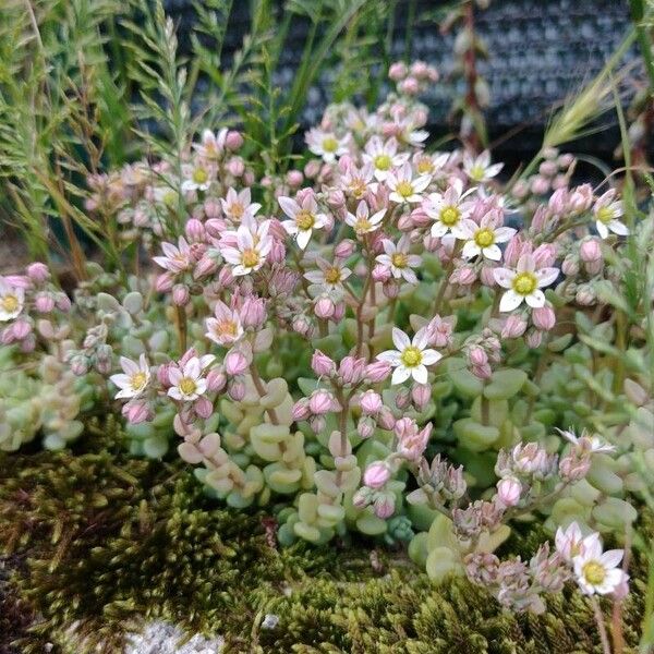 Sedum dasyphyllum Flor