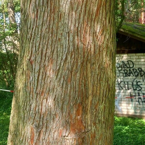 Taxodium distichum Bark