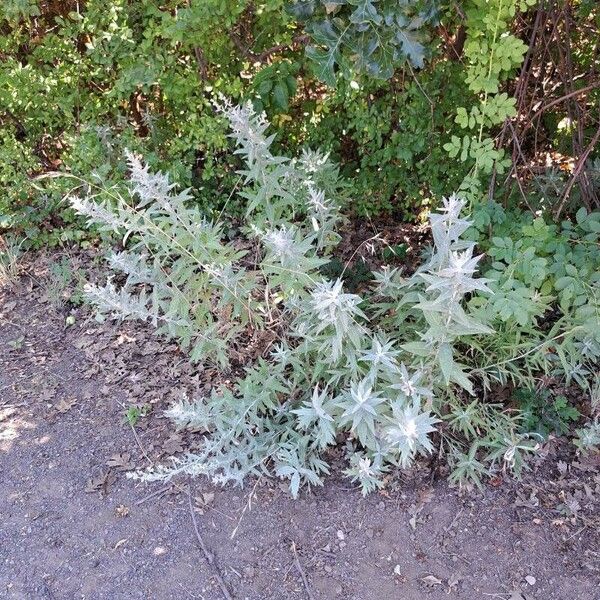 Artemisia ludoviciana Blatt