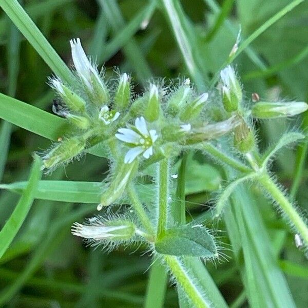 Cerastium glomeratum Flor