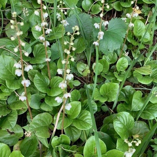 Pyrola rotundifolia 花