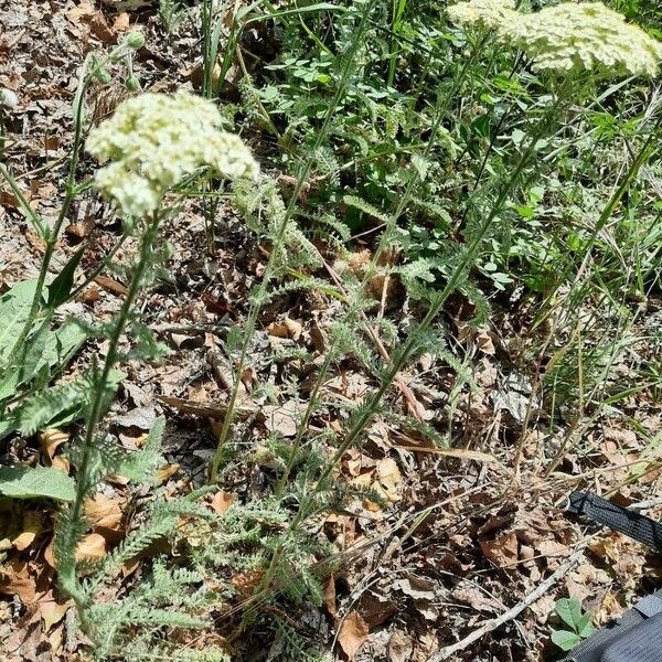 Achillea crithmifolia आदत