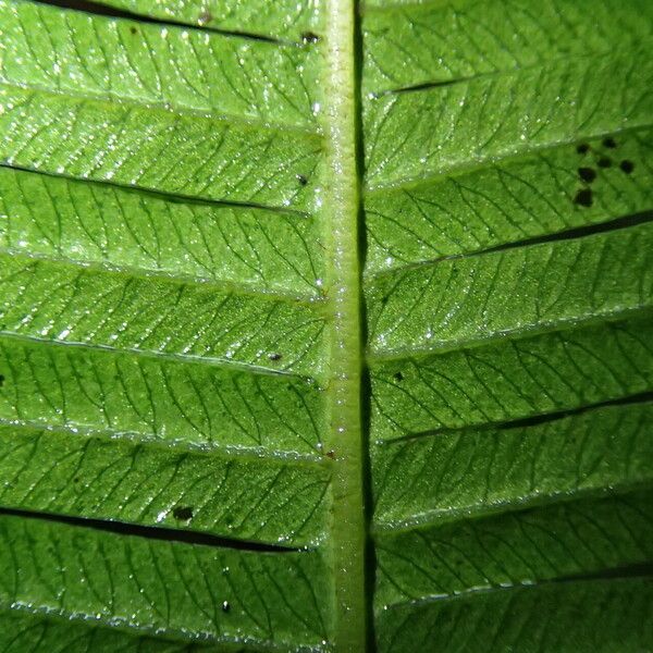 Pteris catoptera Folla