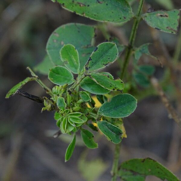 Senna obtusifolia Лист